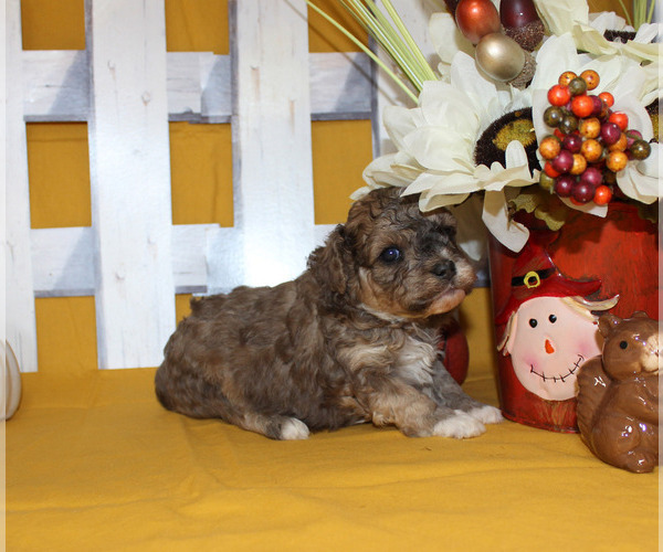 Medium Photo #10 Poodle (Toy) Puppy For Sale in CHANUTE, KS, USA