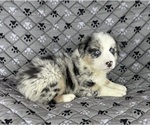 Puppy Boy Four Australian Shepherd