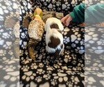 Small Photo #2 English Springer Spaniel Puppy For Sale in SHERBURN, MN, USA