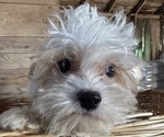 Small #2 Cavapoo