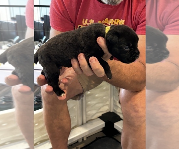 Medium Photo #39 Cane Corso Puppy For Sale in REEVESVILLE, SC, USA