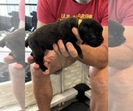 Small Photo #39 Cane Corso Puppy For Sale in REEVESVILLE, SC, USA