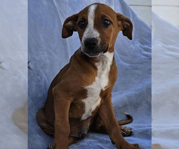 Medium Photo #2 Doberman Pinscher-Unknown Mix Puppy For Sale in Salt Lake City, UT, USA