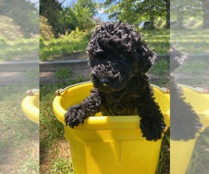 Poodle (Toy) Dog for Adoption in ADAMSVILLE, Tennessee USA