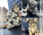 Small Photo #6 French Bulldog Puppy For Sale in SAN MATEO, CA, USA