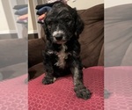 Puppy Spunky Poodle (Standard)