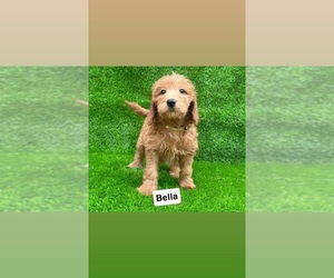 Goldendoodle (Miniature) Puppy for sale in CHULA VISTA, CA, USA