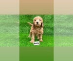 Image preview for Ad Listing. Nickname: Bella