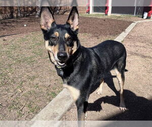 German Shepherd Dog-Unknown Mix Dogs for adoption in Plano, TX, USA