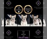 Puppy 1 French Bulldog