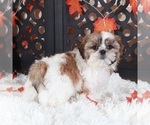 Small Photo #2 Shih Tzu Puppy For Sale in MOUNT VERNON, OH, USA