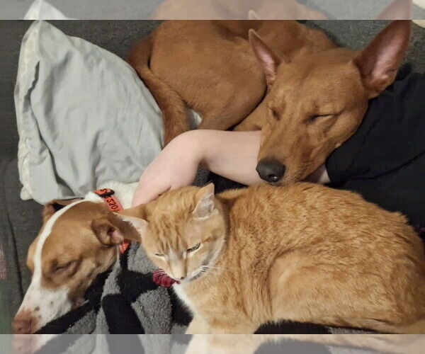 Medium Photo #10 American Pit Bull Terrier-Siberian Husky Mix Puppy For Sale in The Woodlands, TX, USA