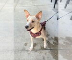 Small #3 Labrador Retriever Mix