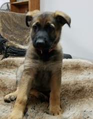 View Ad: German Shepherd Dog Litter of Puppies for Sale near New York ...