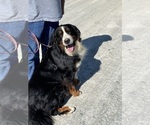 Small Photo #16 Bernese Mountain Dog Puppy For Sale in BURLINGTON, NC, USA
