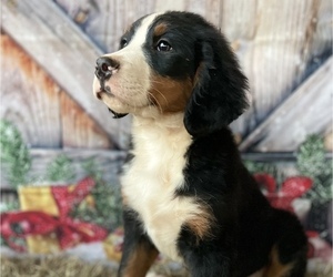 Bernese Mountain Dog Puppy for sale in GAY, GA, USA