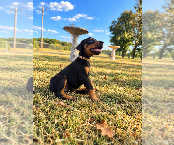 Medium Photo #3 Doberman Pinscher Puppy For Sale in TAHLEQUAH, OK, USA