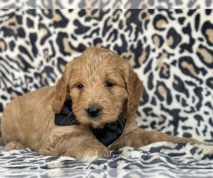 Goldendoodle (Miniature) Puppy for sale in LANCASTER, PA, USA