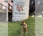 Small #8 American Pit Bull Terrier Mix
