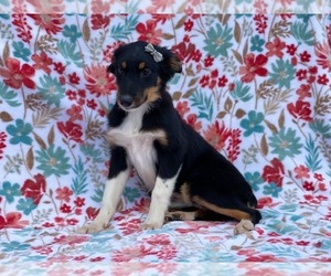 Australian Shepherd Puppy for sale in LAKELAND, FL, USA