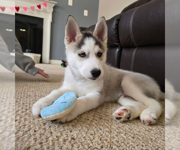 Medium Photo #55 Siberian Husky Puppy For Sale in KING GEORGE, VA, USA