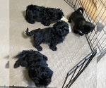 Small Photo #10 Shih Tzu Puppy For Sale in GLOUCESTER, VA, USA