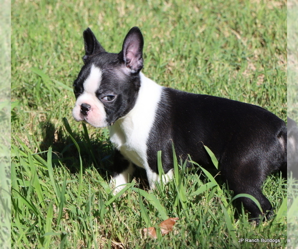 Medium Photo #11 Boston Terrier Puppy For Sale in WINNSBORO, TX, USA