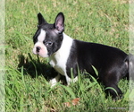 Elliot - Male Boston Terrier Puppy for Sale - Photo #11