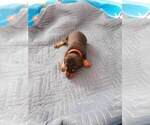 Small Photo #19 Doberman Pinscher Puppy For Sale in GOLDSBORO, NC, USA