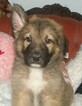 Small Photo #1 German Shepherd Dog Puppy For Sale in PALATKA, FL, USA