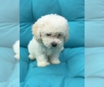 Small Photo #4 Bichpoo Puppy For Sale in BOWLING GREEN, KY, USA