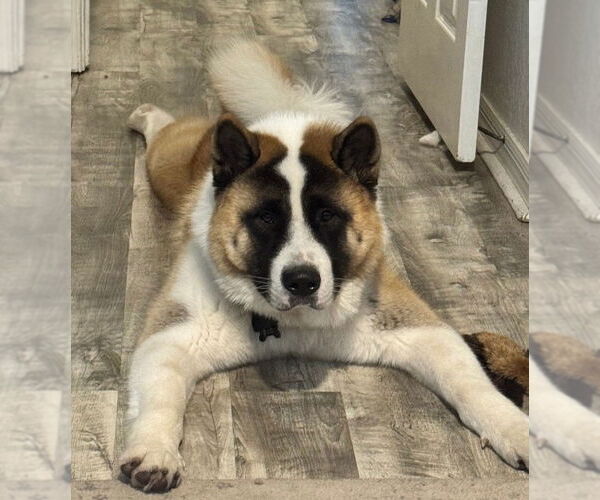 Medium Photo #2 Akita Puppy For Sale in Oakland Park, FL, USA