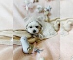 Cute maltese - Female Maltese Puppy for Sale - Photo #17