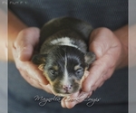 Small Photo #10 Pembroke Welsh Corgi Puppy For Sale in CRESTVIEW, FL, USA