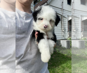 Miniature Bernedoodle Dog for Adoption in MILWAUKEE, Wisconsin USA