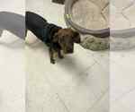 Small #7 Beagle Mix