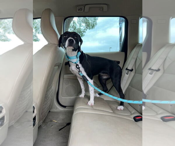 Medium Photo #1 Labrador Retriever-Staffordshire Bull Terrier Mix Puppy For Sale in Woodland Hills, CA, USA