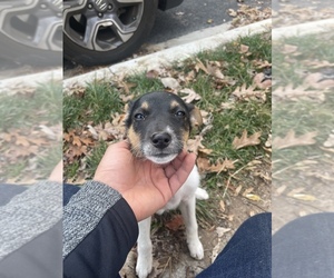 Australian Cattle Dog-Border Collie Mix Puppy for sale in RIVERDALE, MD, USA