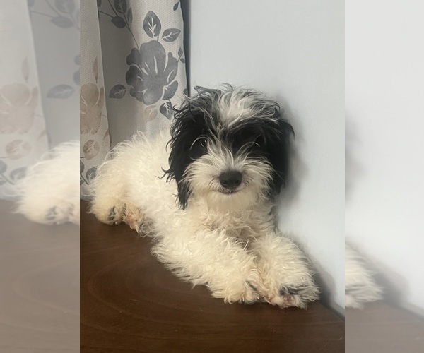 Medium Photo #14 Cavapoo-Poodle (Miniature) Mix Puppy For Sale in DURHAM, CT, USA