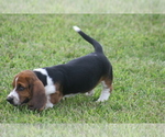 Small #2 Basset Hound