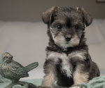 Puppy Ella Schnauzer (Miniature)