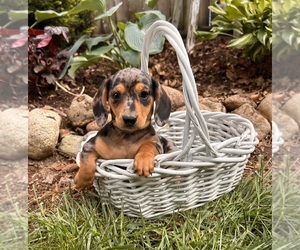 Dachshund Puppy for sale in MIDDLEBURY, IN, USA