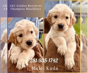 Golden Retriever Puppy for sale in SUGAR LAND, TX, USA