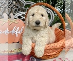 Small Photo #2 Goldendoodle-Poodle (Standard) Mix Puppy For Sale in LEICESTER, NC, USA