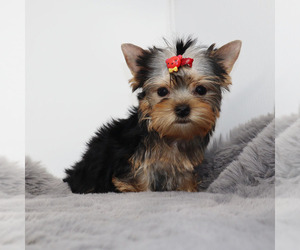 Yorkshire Terrier Puppy for sale in LOS ANGELES, CA, USA
