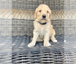 Small Photo #10 Goldendoodle Puppy For Sale in ELIZABETH, CO, USA