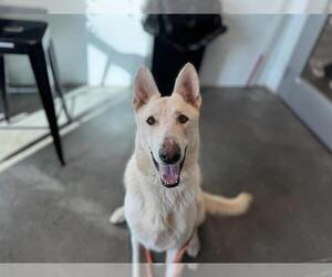 German Shepherd Dog-Siberian Husky Mix Dogs for adoption in Tavares, FL, USA