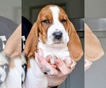 Puppy Tank Basset Hound