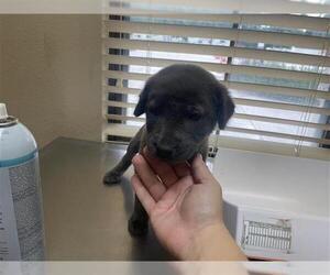 Labrador Retriever Dogs for adoption in Houston, TX, USA