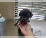 Small Labrador Retriever